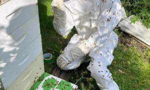 Fungicide Impact on Bees & Pollination 9
