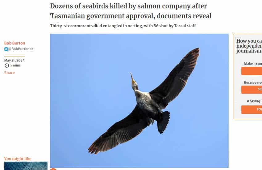 Environment Tas: Tassal Shooting Cormorants is Unacceptable 3