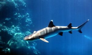 Endangered Sharks Found in 10% of Fish Sold as ‘Flake’ 10