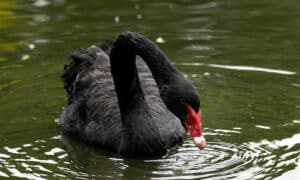 H5N1 Could Devastate Wild Birds & Seals 14