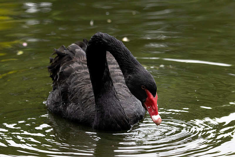 H5N1 Could Devastate Wild Birds & Seals 1