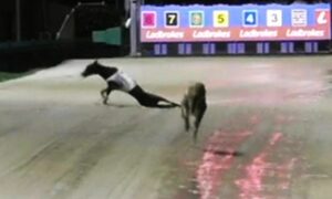 More Racing Dogs Dead, Anthony Bullock Involved Again 13