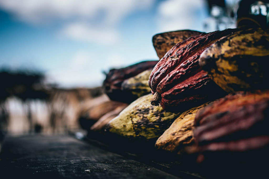 The Health Benefits of Ceremonial-Grade Cacao 6 The Health Benefits of Ceremonial-Grade Cacao 6
