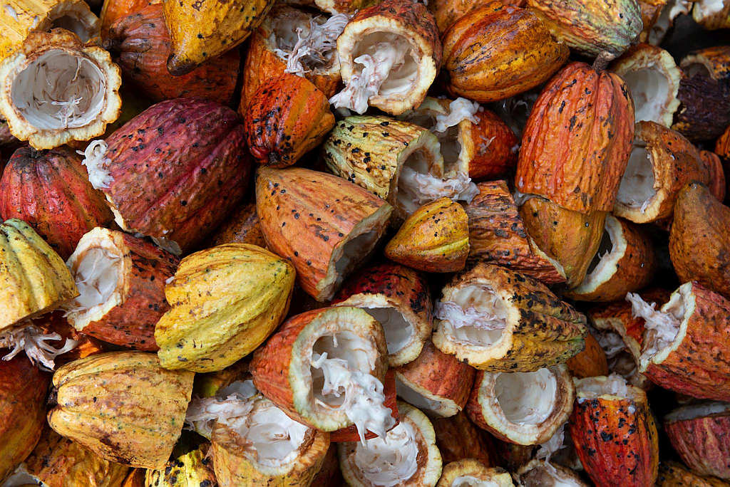 The Health Benefits of Ceremonial-Grade Cacao 5 The Health Benefits of Ceremonial-Grade Cacao 5