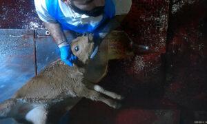 On Livestock Processing Taskforce Update ... 7