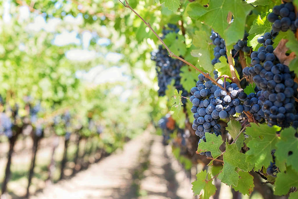 Grape Expectations - The Best Wine Tours In Tasmania 6 Grape Expectations - The Best Wine Tours In Tasmania 6