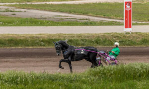 Tasracing Cans North-West Animal Abuse Facility 20