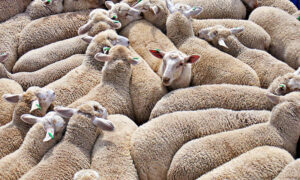 Wilkie: Sheep Export Ban a 'Big Win' 15