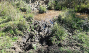 ABC Reporter Slated Over Feral Horse Falsehoods 21
