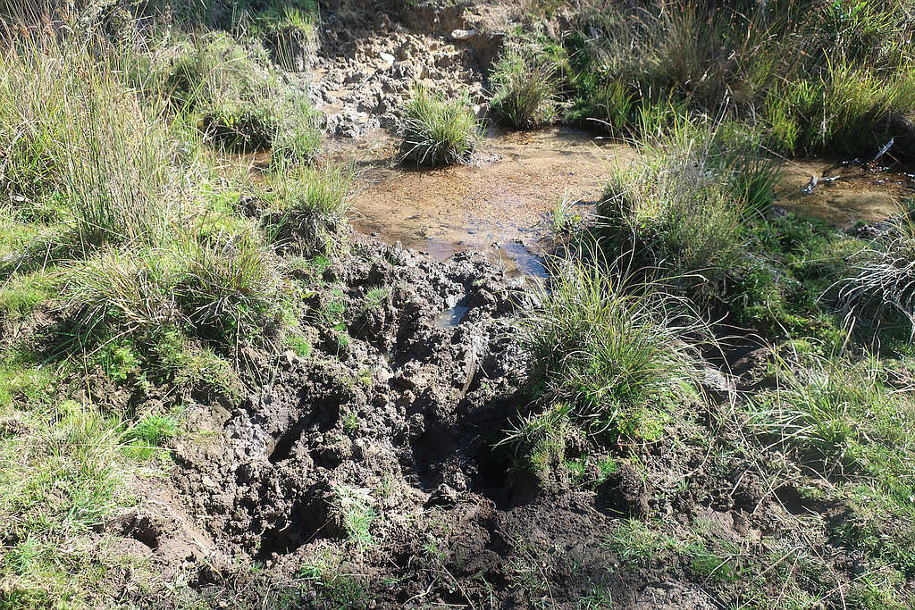 ABC Reporter Slated Over Feral Horse Falsehoods 1