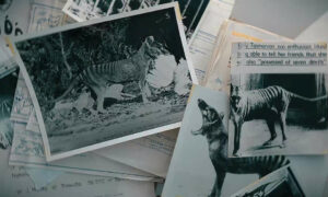 New Doco Hunting Thylacine Truth 7