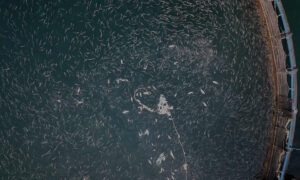 Worldwide Call on FAO re 'Sustainable Aquaculture' 10