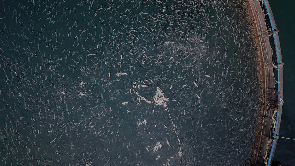 Worldwide Call on FAO re 'Sustainable Aquaculture' 11