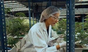 Supporting Industrial Hemp 5