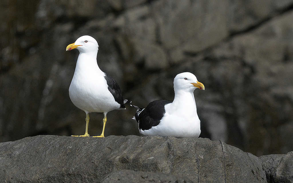 Gulls Thriving in Southern Tasmania 1