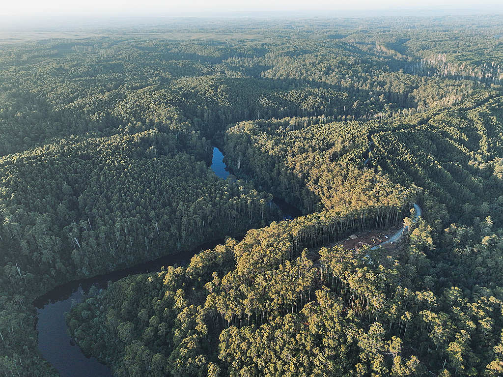 Federal Law Changes Trigger Forestry Conflict in Tasmania 21