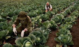 Safe Farming 3