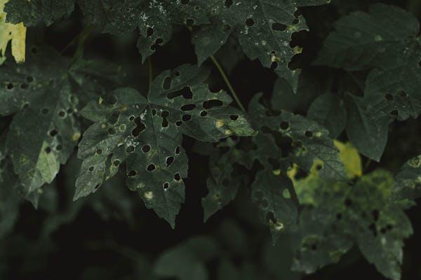 Expert Strategies - How to Deal with Common Garden Pests 3 Expert Strategies - How to Deal with Common Garden Pests 3