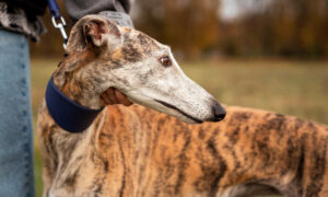 Gone to the Dogs 12