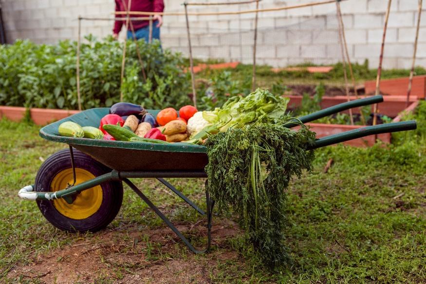 The Benefits of Growing Your Food 3 The Benefits of Growing Your Food 3