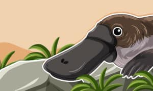 Bushcare Restores Platypus Country for National Tree Day 8