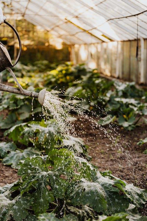The Art of Fruit Gardening at Home 3 The Art of Fruit Gardening at Home 3