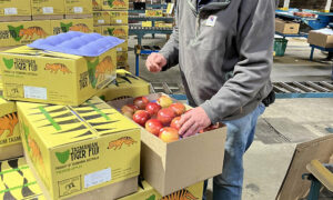 Apple Exporters Forge New Pathways 6