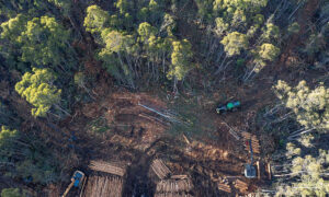 Forestry Tasmania Backs Down on Eastern Tiers Logging 1
