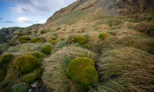 Macquarie Is Plants Brought Back from Extinction Brink 26