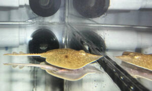 Maugean Skate Hatched in Captivity 5