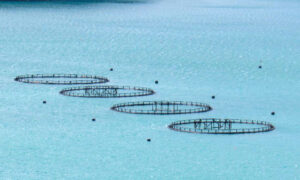 Call to Bin Salmon Regulations 10