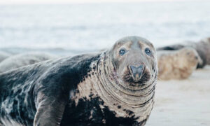 Extreme Weather Threatens Survival of Seabirds, Seals 22