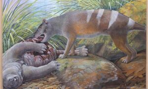 3 New Thylacine Species Discovered from QLD Fossils 4