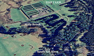 More Evidence of Salmon Hatcheries Polluting Rivers 7