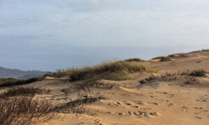 Govt Criticised for Weakening State Coastal Policy 19