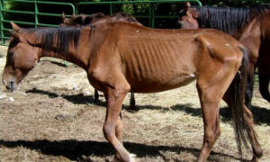 Tasracing Honours Trainer Who Starved Horses 9