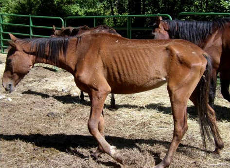 Tasracing Honours Trainer Who Starved Horses 7