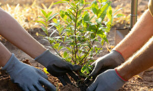 Hobart Sets Climate Action Goals 25