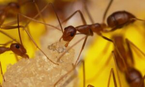 Expert: Yellow Crazy Ants Could Infest Tasmania 4