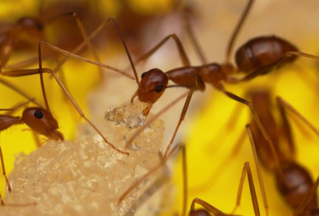 Expert: Yellow Crazy Ants Could Infest Tasmania 1