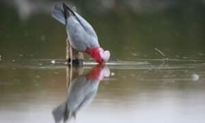 11th Annual Bird Count 6