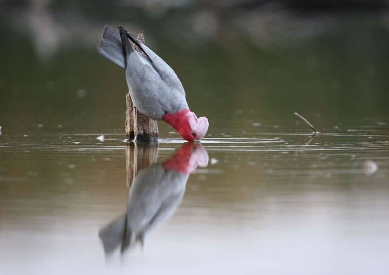 11th Annual Bird Count 1