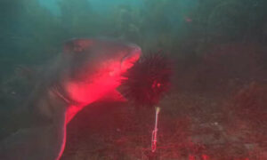 Sharks Found to Prey on Invasive Spiky Urchins 8