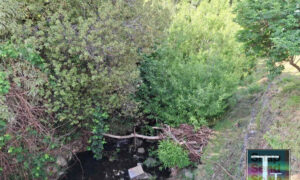 Funding for Willow Clearance in Hobart Rivulets 18
