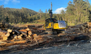 Logging Protest in Swift Parrot Breeding Habitat as Birds Return 16