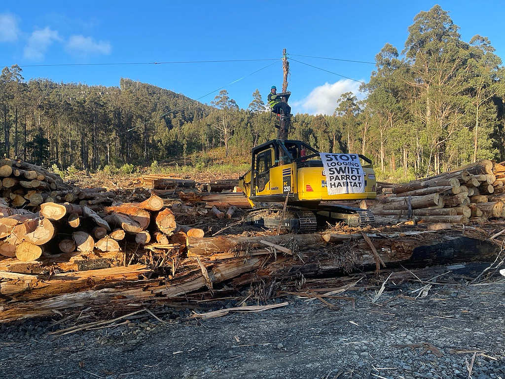 Logging Protest in Swift Parrot Breeding Habitat as Birds Return 1