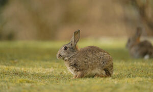 Calicivirus Release Likely in Autumn to Combat Rabbit Plague 10