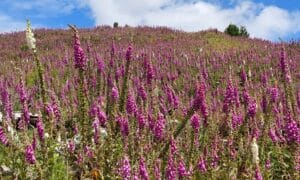 Foxglove Declared a Pest Species 32