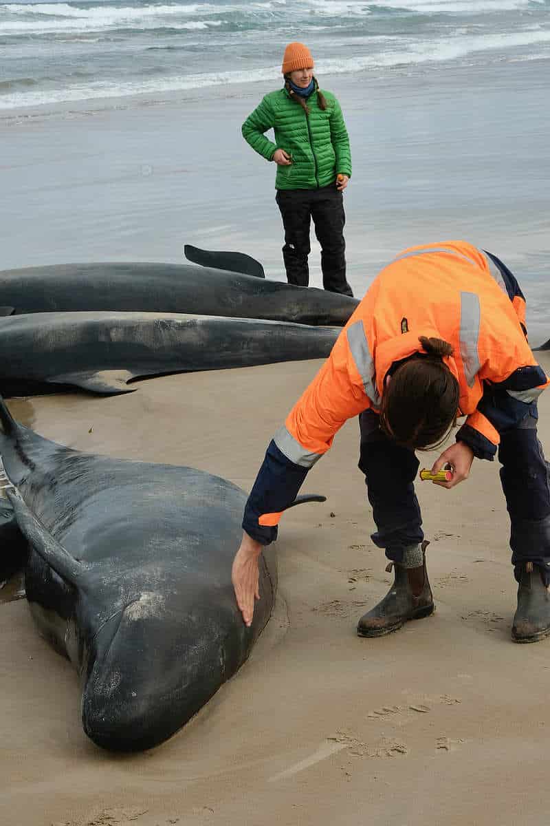 Stranded Whales to be Euthanised 5