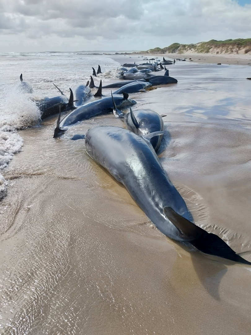 Stranded Whales to be Euthanised 7 Stranded Whales to be Euthanised 7